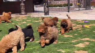 Tibetan mastiffs puppies