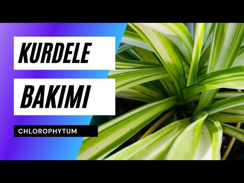 Video: Chlorophytum orange: evde bakım, özellikler ve incelemeler