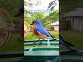 Eastern Bluebird enjoying the suet ball.