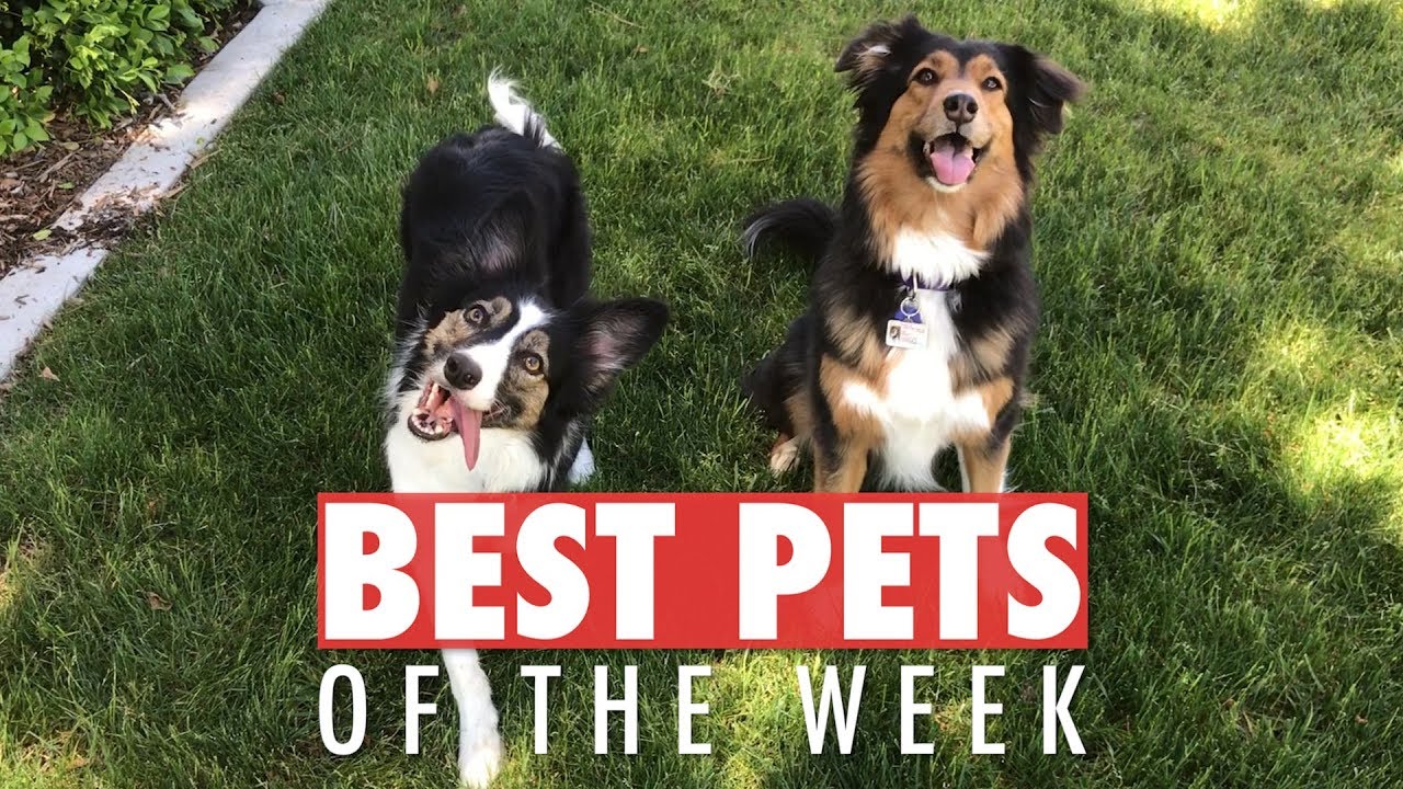 Best Pets of the Week | May 2018 Week 3