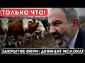 Срочно! Молочный Кризис В Армении — Люди В Панике, Цены На Молочную Продукцию Растут!