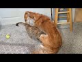 Trixie the Torbie Claims Zoe the Borzoi Puppy As Her Own