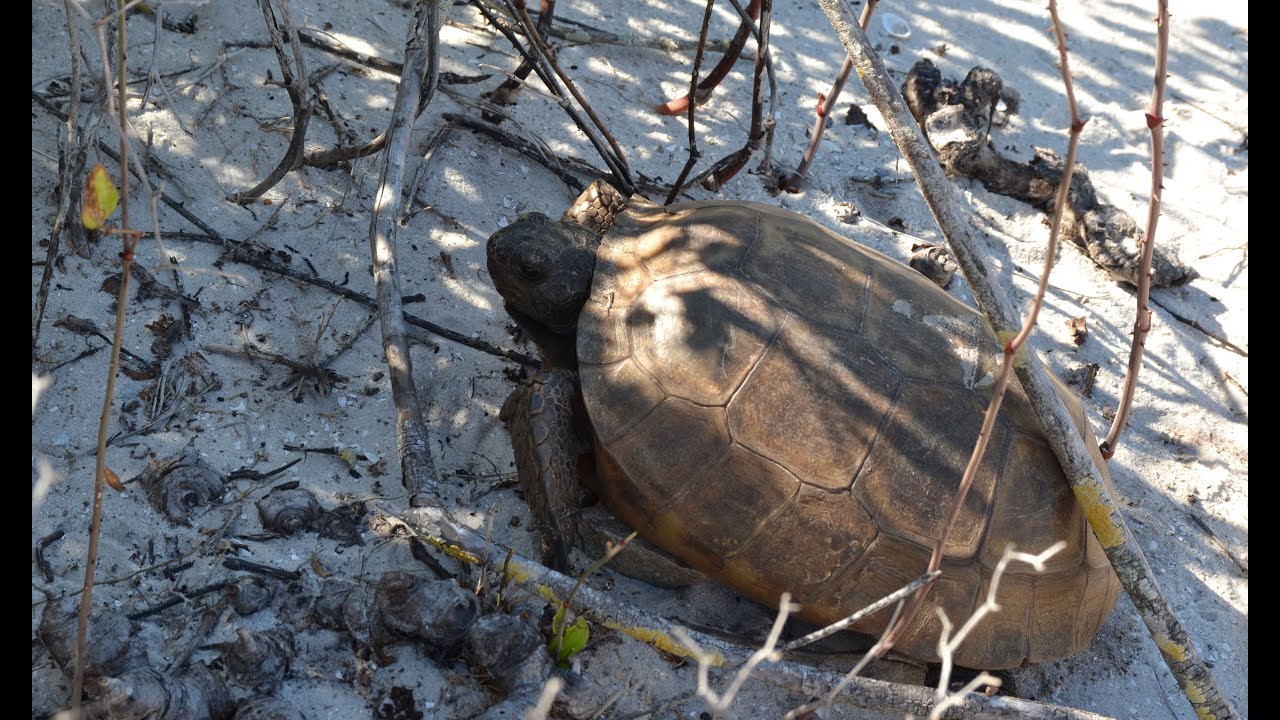 Gopher tortoise sighting at Egmont Key State Park/National Wildlife Refuge camera iphone 8 plus apk