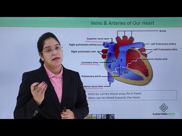 Class10th – Arteries and Veins of the Heart | Circulatory System | Tutorials Point class=