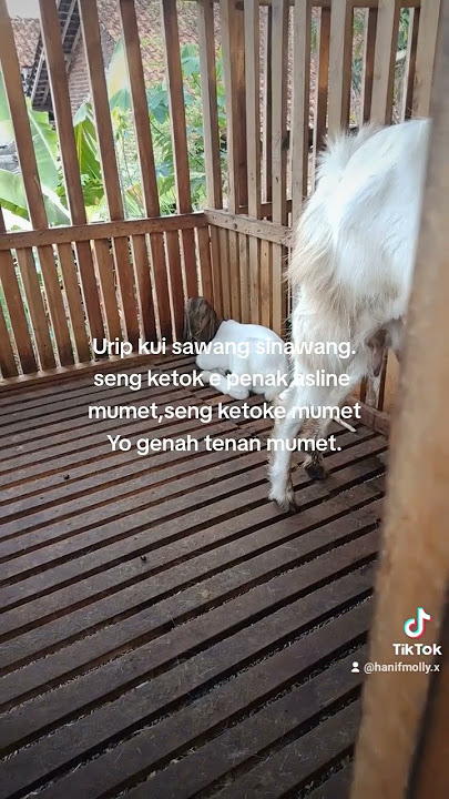 STORY WA PETERNAK MUDA #peternakmuda #tukangngarit
