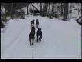 Beauceron dog sledding の動画、YouTube動画。