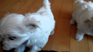 CAM01194(1).mp4