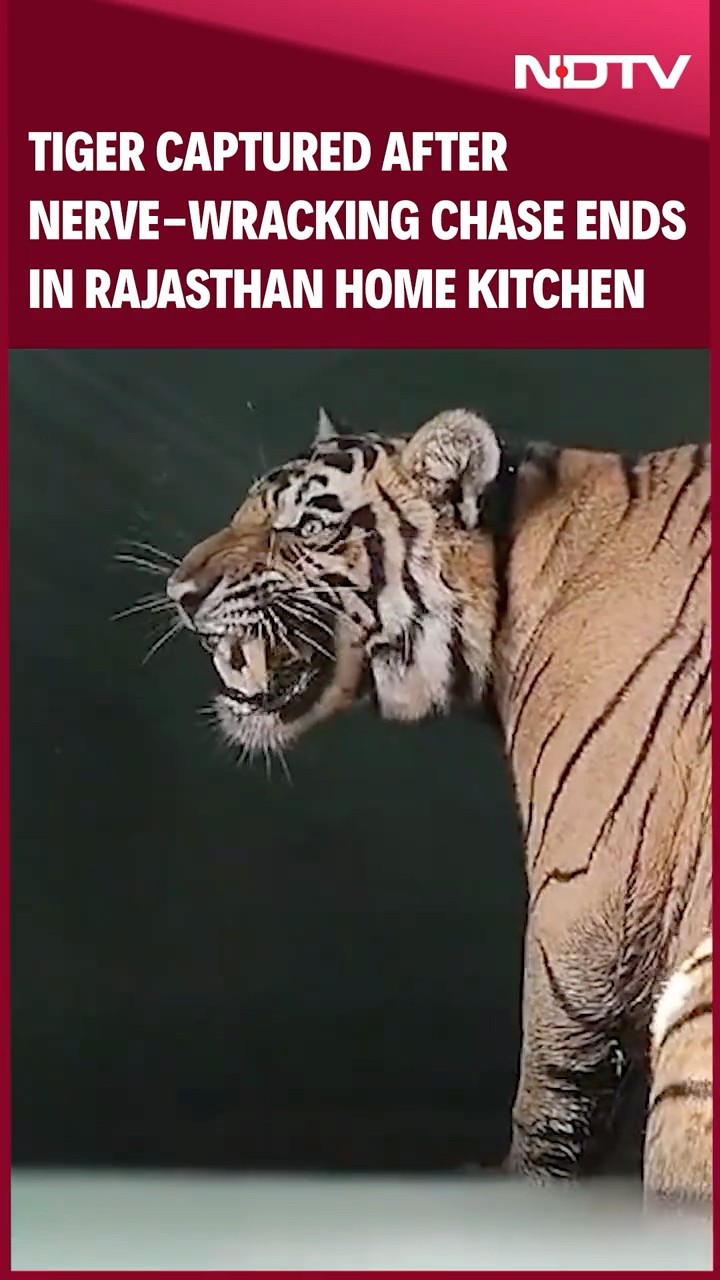 Rajasthan Tiger News | Tiger Captured After Nerve-Wracking Chase Ends In Rajasthan Home Kitchen