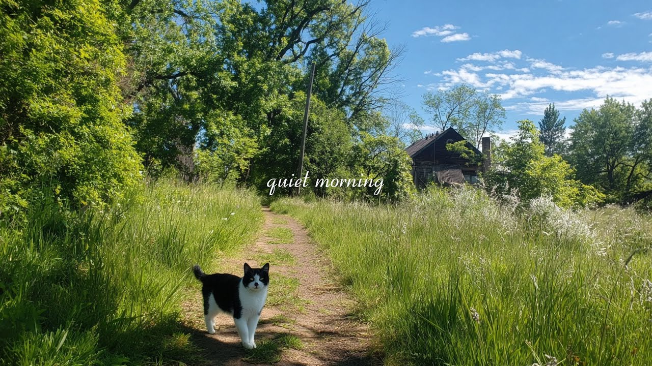 quiet morning vibes 🍃 peaceful playlist for reading and studying