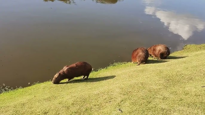 Vídeo mostra tentativa de socorrer uma capivara que ratejava pela