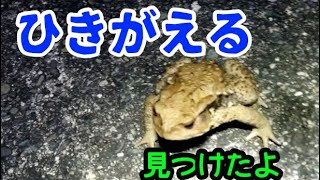 釣り場の近くでひきがえるを見つけました