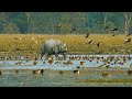 Pobitora Wildlife Sanctuary (पोबीटोरा वन्यजीव अभ्यारण्य, गुवाहाटी), Assam India *Hindi Documentary