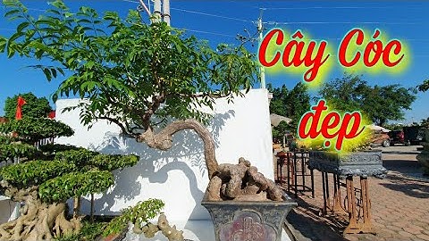 SH.4350. Cây Cóc thân kỳ quái đẹp tại triển lãm SVC TP Phúc Yên.