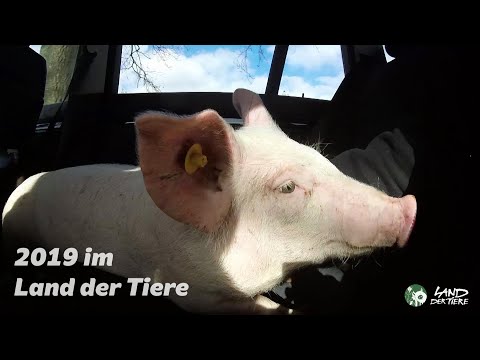 Video: Das Beste Land Für Tierreisen