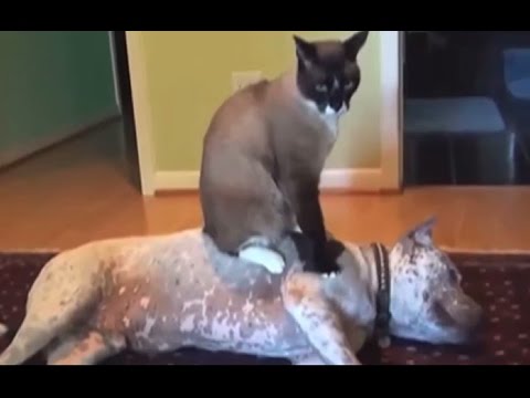 Dog Sitting On Cats Huffington Post Dog Sitting On Cats Huffington Post
