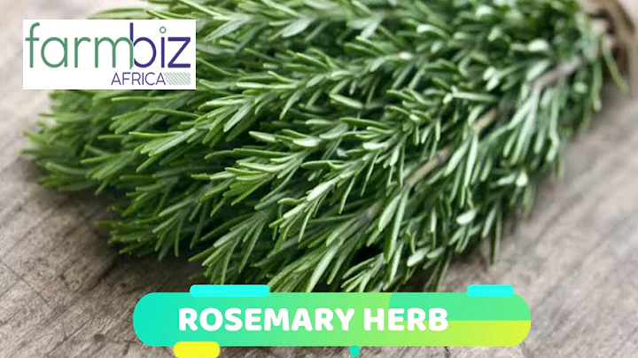Rosemary herbs for profits as demand rises.