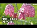 How to plant snakes head fritillary bulbs in pots  complete guide  balconia garden