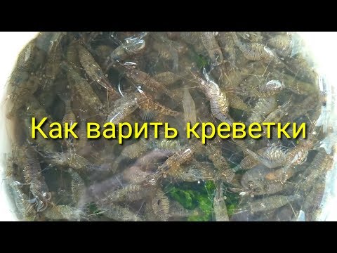 Как варить креветок / How to cook shrimp