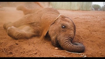 Orphan Elephant Toto | Sheldrick Trust