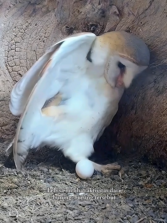 Mengamati Aktivitas Burung Yang Bersarang Di Dekat Rumah #faktaunik #shortvideo #burung
