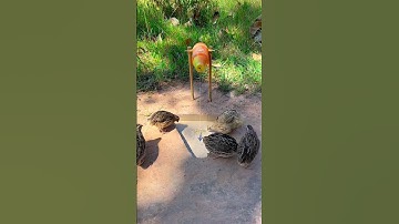 how to make trap - diy trap using paper and deep hole #shortvideo