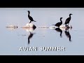 Avian Summer  | Bird Migration in Alberta&rsquo;s Wetlands and Prairies