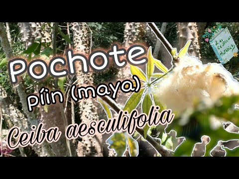 pochote - (ceiba aesculifolia) con espinas pero suave en sus frutos