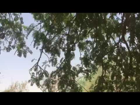 شجرة البرسوبس ضاره بالبيئة و ليست من بيئتنا