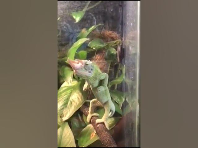chameleon standing up!!
