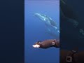 You can communicate with Humpback Whales...and it
