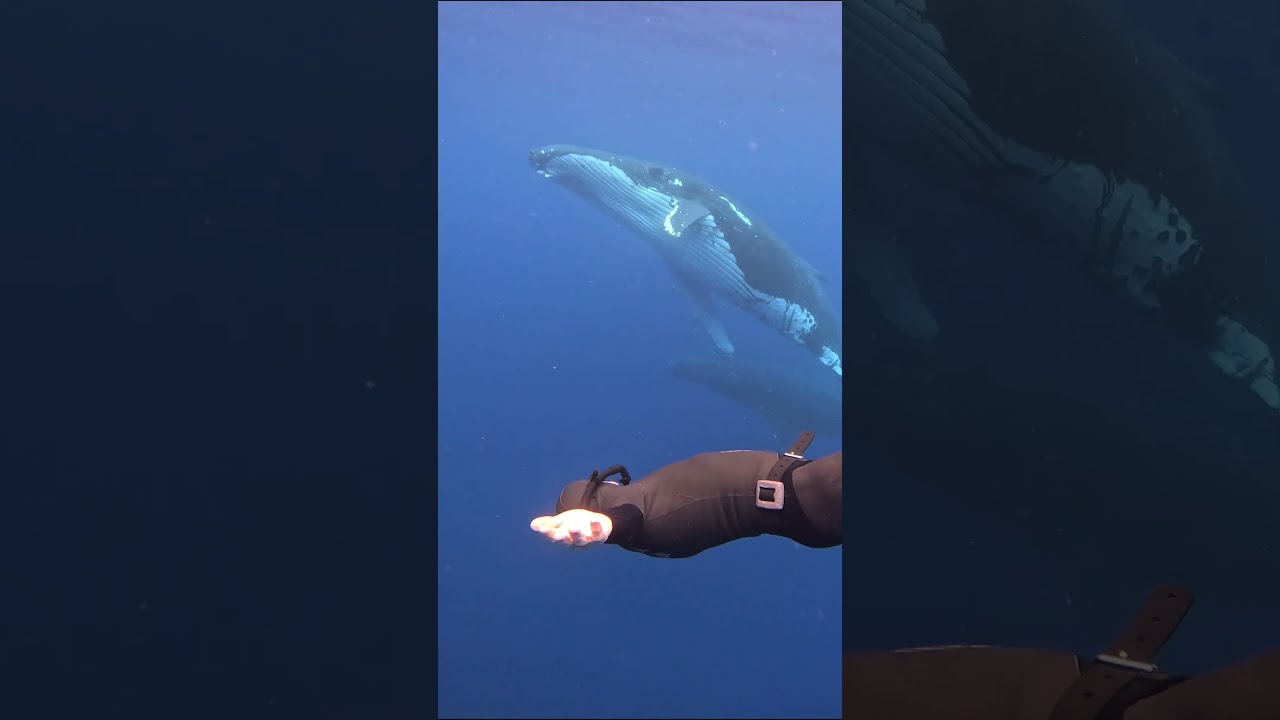 You Can Communicate With Humpback Whales And It S Beautiful Freediving Humpbackwhale