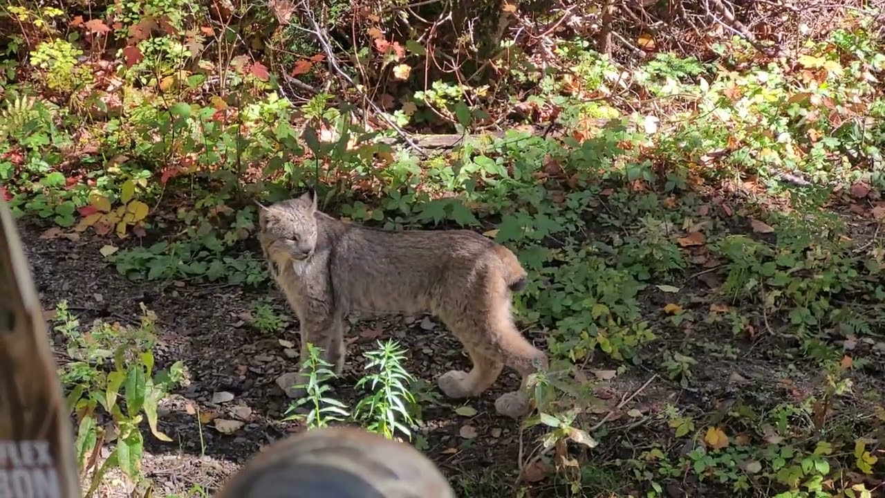 Je n’ai pas bougé… un LYNX passe devant mon mirador | Wildlife encounter