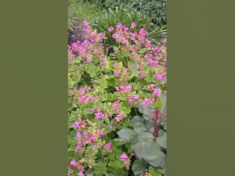 Герань садова розквітла! - YouTube