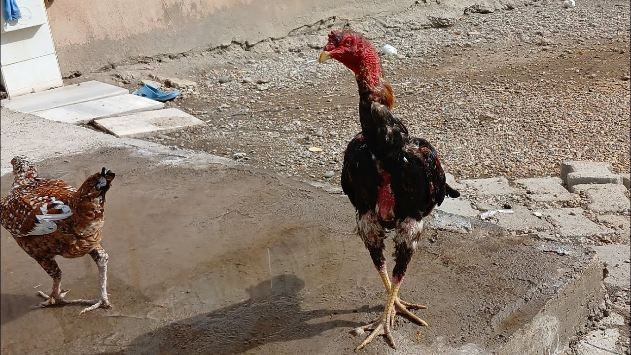 Jilet kafesten çikıp ateşle birbirlerine girmişler yavrular hasta