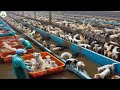 China dog farm  over 10 million dogs in china are raised for meat a year  chinese farming