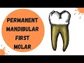 Permanent Mandibular First Molar | Dental Anatomy