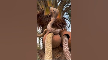 "Amazing sight of cobra snakes on palm trees!" #snake #snakeresque #cobra #wildliferescue #wildlife