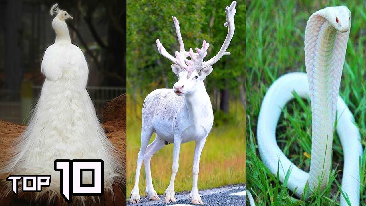 10 Most Beautiful Albino Animals In The World | Things Around - YouTube