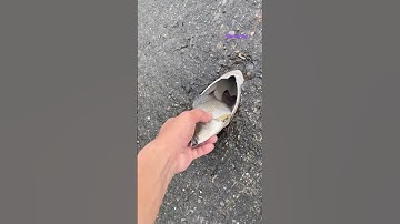 Ca Lớn - bắt Cá Rô Phi mắc kẹt trong cống 😱 #khacthuyvlogg