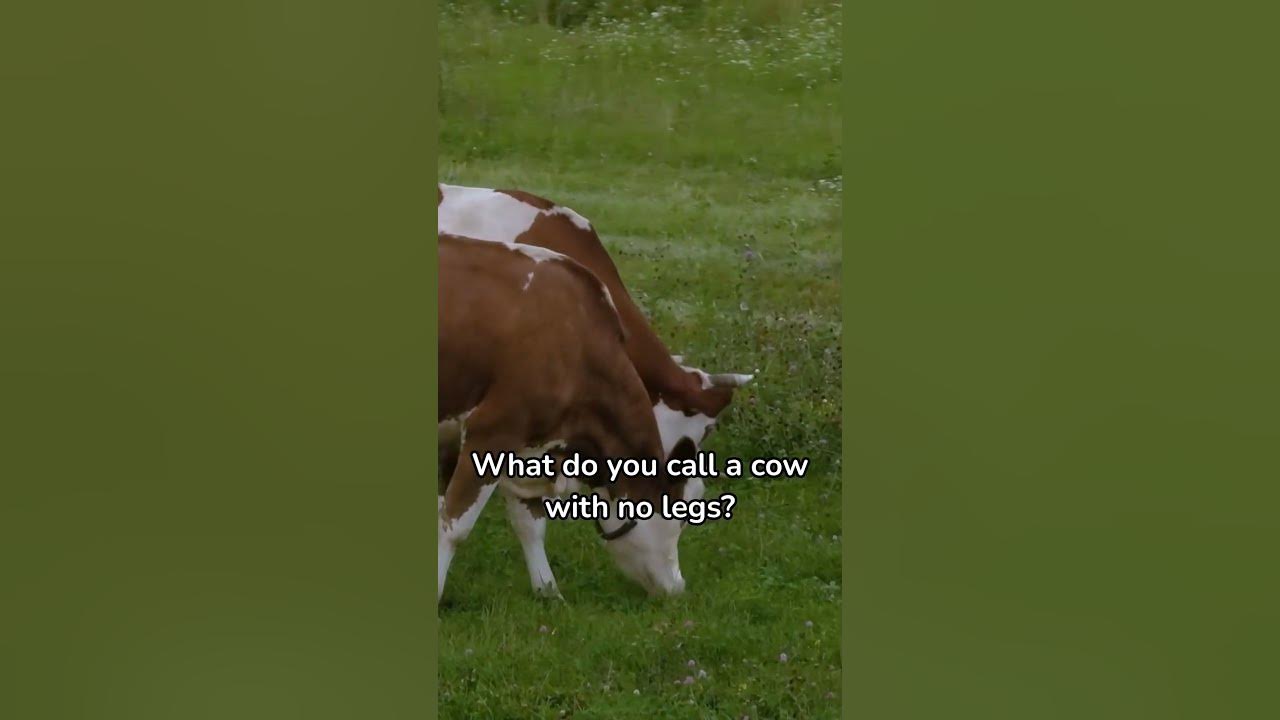 what-do-you-call-a-cow-with-no-legs-funnyshorts-joke-cow-joke
