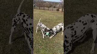 A beautiful day to play! #playallday #dog #dalmatian #puppy #livingmybestlife #dogtoy #tugofwar