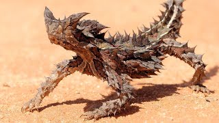 Moloch is a spiny lizard from the sandy deserts of Australia | Moloch The Thorny Devil Sound by WorldFlora 207 views 1 year ago 5 minutes, 33 seconds