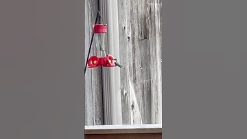 ruby throated hummingbird! 🐦