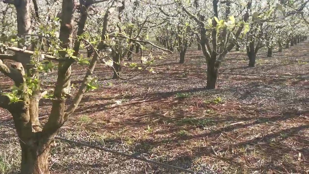 برقوق المائدة