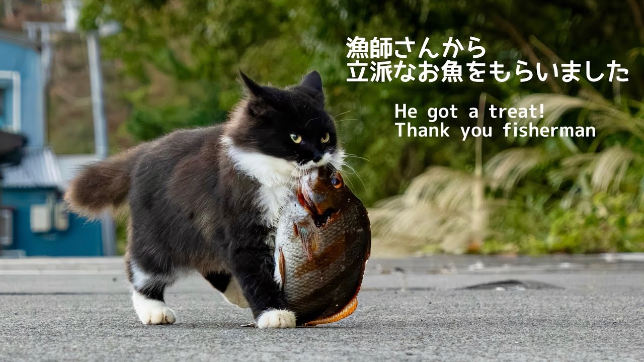 漁師さんから立派なお魚をもらいました He got a treat! thank you