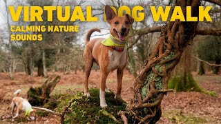 🔴 Dog TV for Dogs to Watch 🐕 Virtual Dog Walk with Nature Sounds 🌲 Videos for Dogs