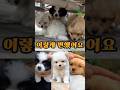 리어카 아래 숨어있던 삼형제의 놀라운 변화 The incredible transformation of the three puppies #아기강아지 #삼형제 #shorts