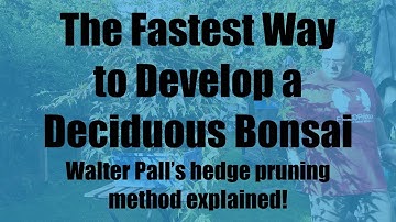 Developing Deciduous Bonsai: Walter Pall
