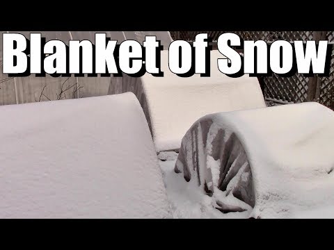 Video: Isoleert sneeuw planten?