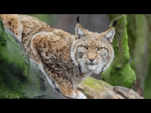 Обыкновенная рысь - Lynx lynx